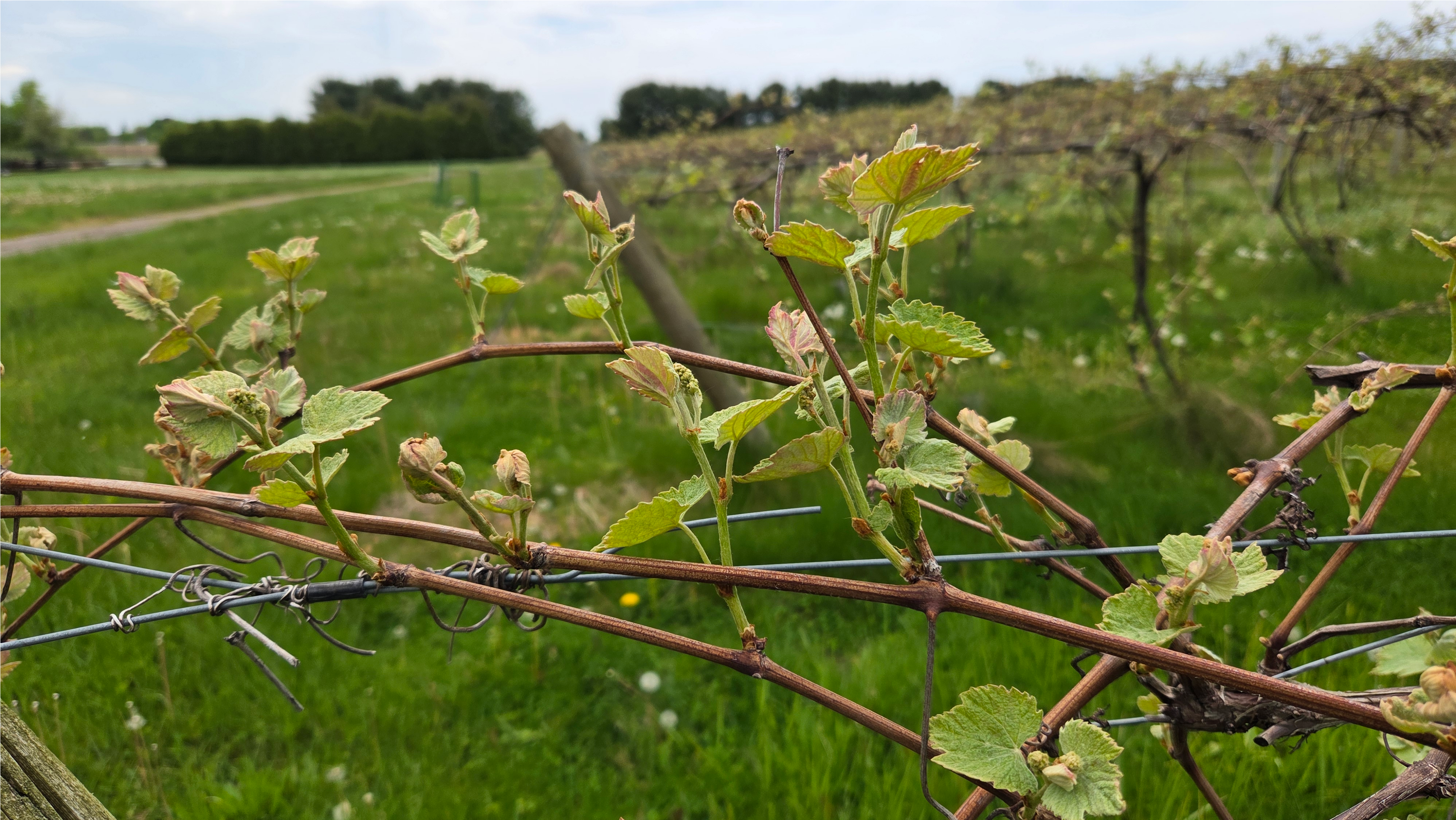 Wine grape clusters and shoots on the vine.
